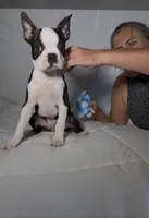 Denni, a male Boston Terrier for sale in London, KY – 3 of 8