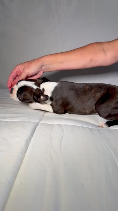 Reilly, a male Boston Terrier for sale in London, KY – 5 of 7