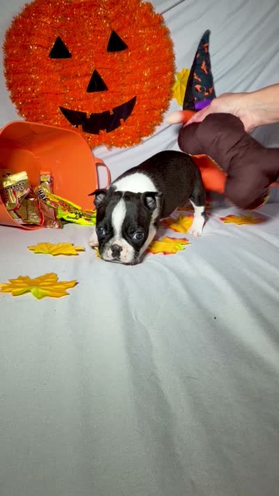 Carlos, a male Boston Terrier for sale in London, KY – 6 of 7