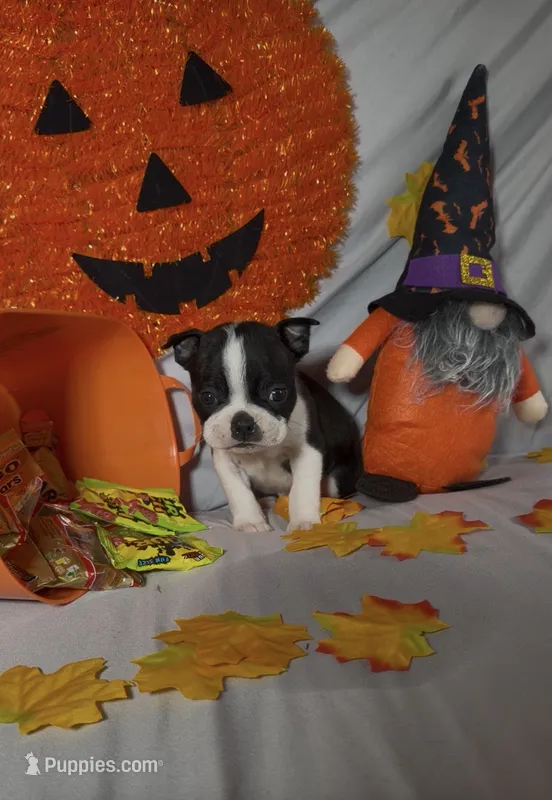 Alex – Boston Terrier puppy for sale in London, KY