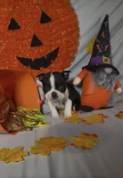 Alex, a male Boston Terrier for sale in London, KY – 1 of 3