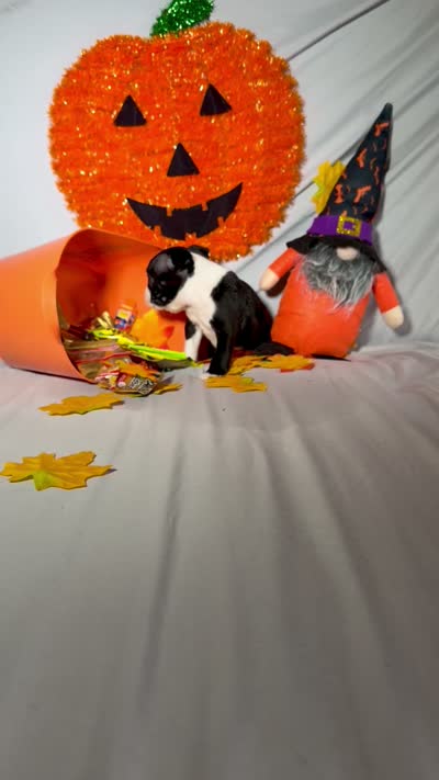Kimi, a male Boston Terrier for sale in London, KY – 4 of 4