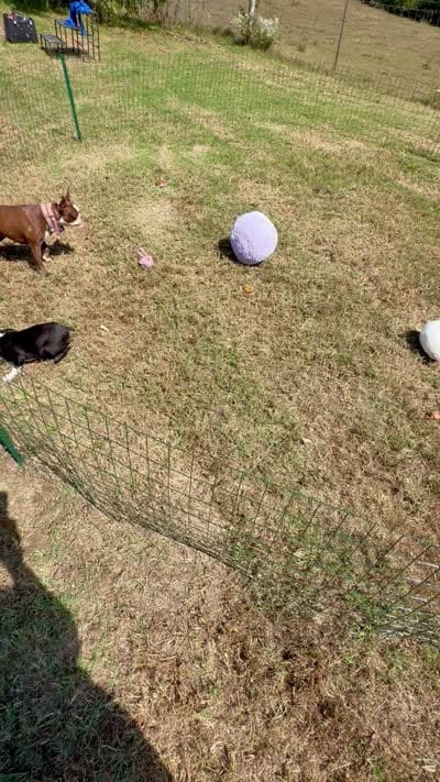 Suzi, a female Boston Terrier for sale in London, KY – 4 of 6