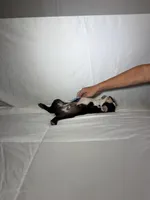 Gordy, a male Boston Terrier for sale in London, KY – 3 of 9