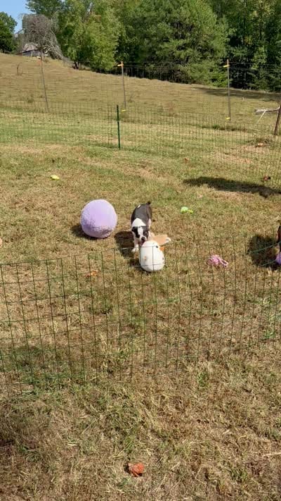 Frankie, a male Boston Terrier for sale in London, KY – 3 of 5
