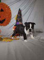 Lando, a male Boston Terrier for sale in London, KY – 4 of 5