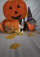 Carlos, a male Boston Terrier for sale in London, KY – 2 of 7