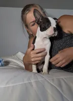 Denni, a male Boston Terrier for sale in London, KY – 2 of 8