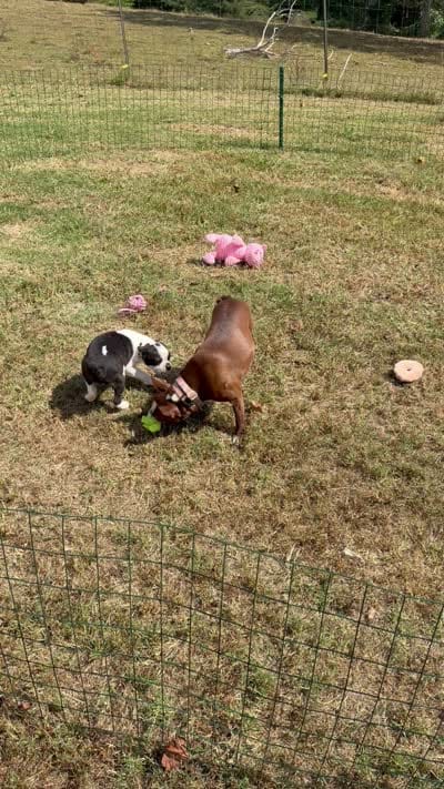Frankie, a male Boston Terrier for sale in London, KY – 5 of 5