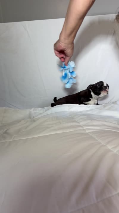 Gordy, a male Boston Terrier for sale in London, KY – 6 of 9