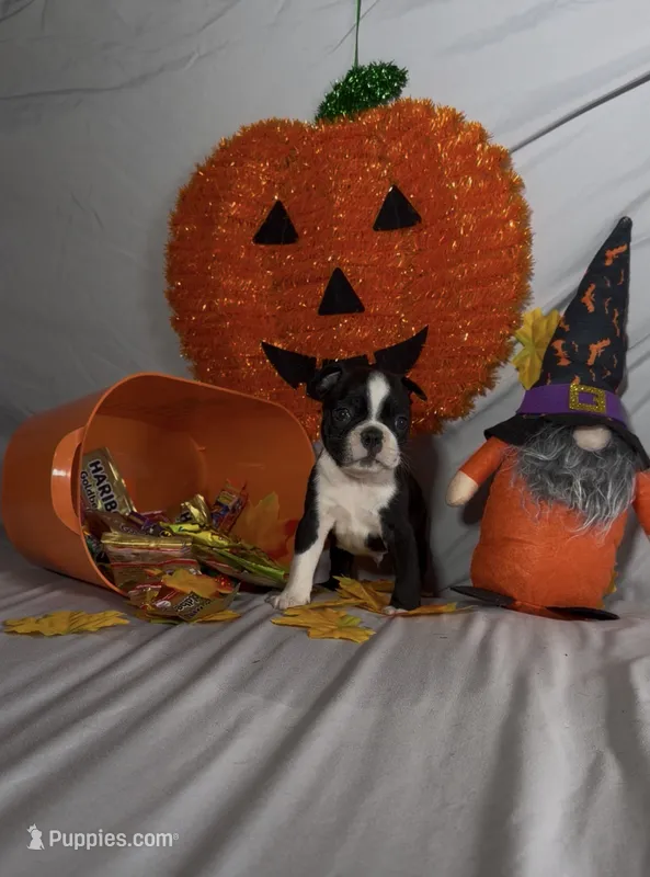 Kimi – Boston Terrier puppy for sale in London, KY