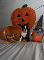 Kimi, a male Boston Terrier for sale in London, KY – 1 of 4