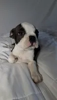 Denni, a male Boston Terrier for sale in London, KY – 4 of 8