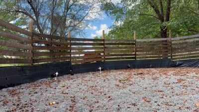 Reilly, a male Boston Terrier for sale in London, KY – 7 of 7