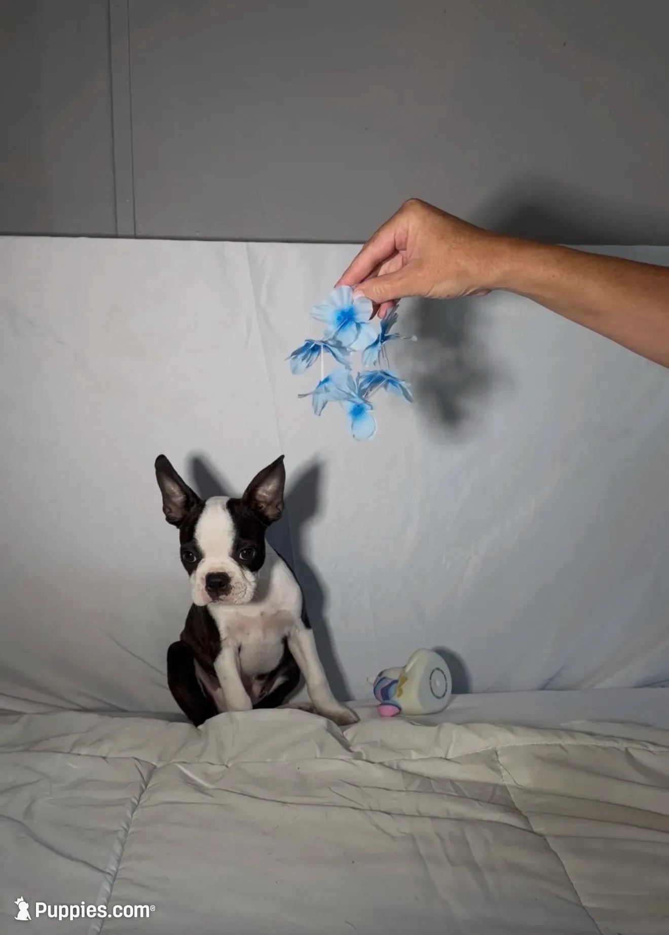 Denni, a male Boston Terrier for sale in London, KY – 1 of 8