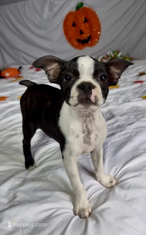 Sasha – Boston Terrier puppy for sale in London, KY