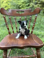 Gordy, a male Boston Terrier for sale in London, KY – 5 of 9