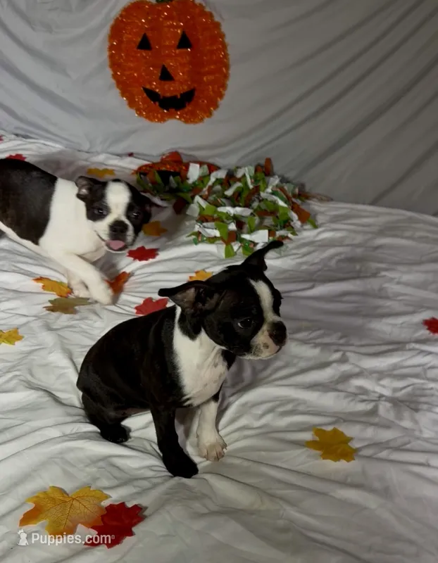 Suzi – Boston Terrier puppy for sale in London, KY