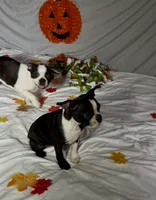 Suzi, a female Boston Terrier for sale in London, KY – 1 of 6