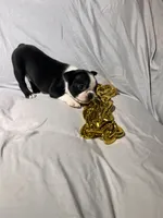 processed/556e972b-db4e-4e60-a6a5-cd76d1b32419/listing/b40e019b-4f56-49c0-a738-3ec1619eb2e5/d0dece7c-c876-4f63-9130-230691104eb3