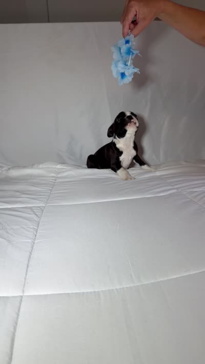 Gordy, a male Boston Terrier for sale in London, KY – 8 of 9