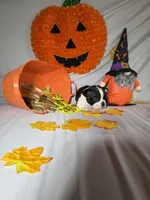 Alex, a male Boston Terrier for sale in London, KY – 3 of 3