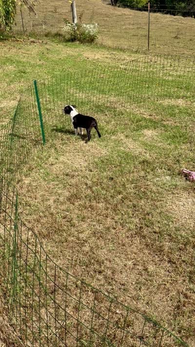 Sasha, a female Boston Terrier for sale in London, KY – 3 of 3