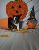 Lando, a male Boston Terrier for sale in London, KY – 1 of 5