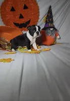 Lando, a male Boston Terrier for sale in London, KY – 2 of 5