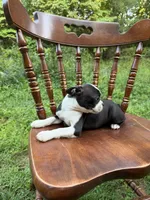 Reilly, a male Boston Terrier for sale in London, KY – 3 of 7