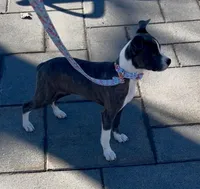 Macey, a female Boston Terrier and Whippet for sale in London, KY – Photo 2 of 4