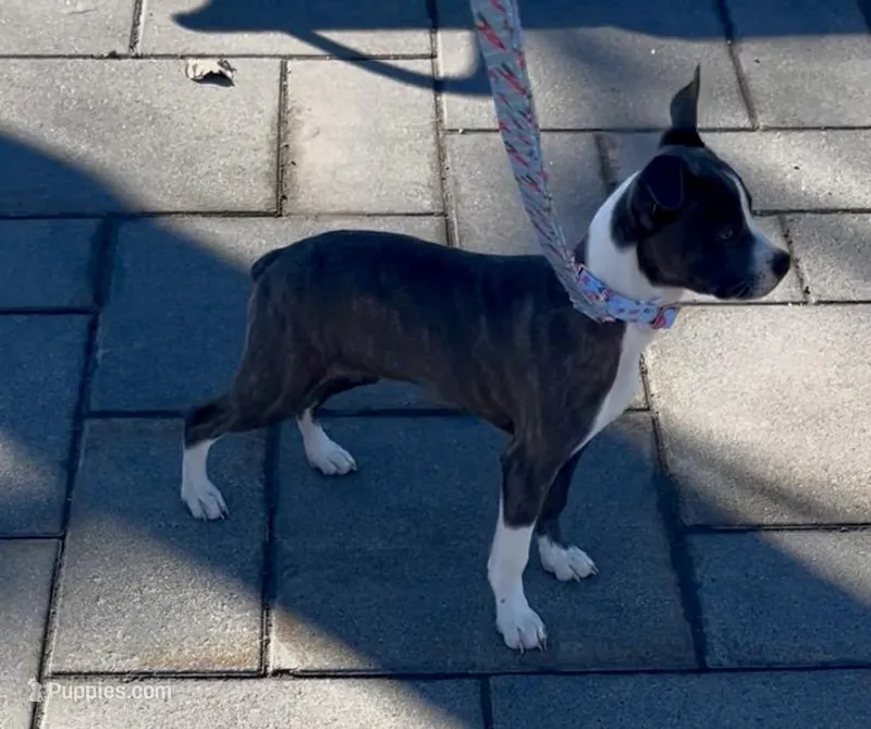 Macey – Boston Terrier, Whippet puppy for sale in London, KY