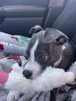 Macey, a female Boston Terrier and Whippet for sale in London, KY – Photo 4 of 4