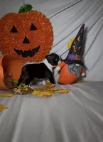 Lando, a male Boston Terrier for sale in London, KY – 3 of 5