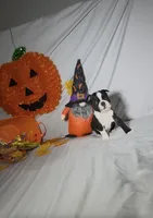 Kimi, a male Boston Terrier for sale in London, KY – 2 of 4