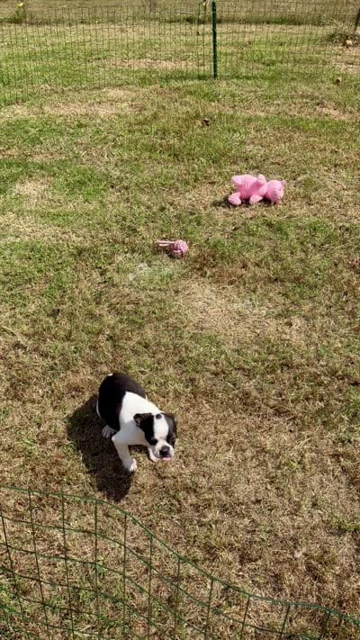 Frankie, a male Boston Terrier for sale in London, KY – 4 of 5