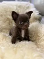 Felix, a male Chihuahua for sale in Norwich, CT – 4 of 5