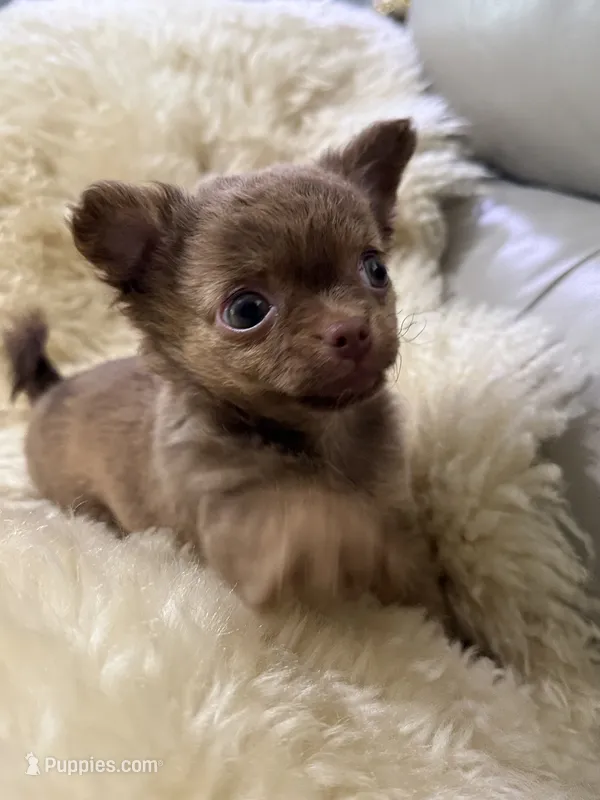Nicoel – Chihuahua puppy for sale in Norwich, CT