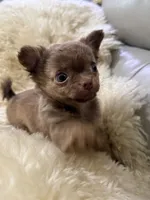 Nicoel, a female Chihuahua for sale in Norwich, CT – 1 of 7
