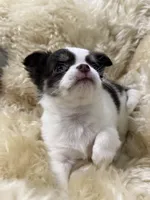 Latarra, a female Chihuahua for sale in Norwich, CT – 4 of 6