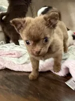 Nicoel, a female Chihuahua for sale in Norwich, CT – 7 of 7