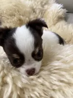 Latarra, a female Chihuahua for sale in Norwich, CT – 5 of 6