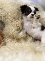 Latarra, a female Chihuahua for sale in Norwich, CT – 2 of 6
