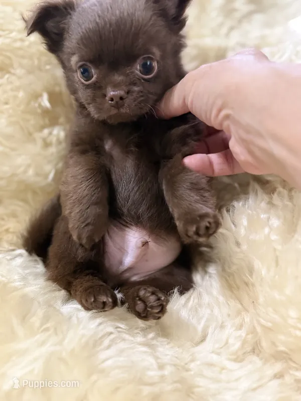 Julius  – Chihuahua puppy for sale in Norwich, CT