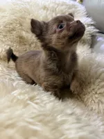 Nicoel, a female Chihuahua for sale in Norwich, CT – 3 of 7