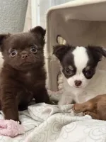 Julius , a male Chihuahua for sale in Norwich, CT – 4 of 4