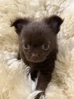 Julius , a male Chihuahua for sale in Norwich, CT – 2 of 4