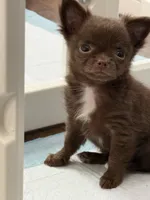 Felix, a male Chihuahua for sale in Norwich, CT – 1 of 5