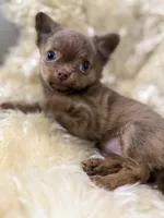 Nicoel, a female Chihuahua for sale in Norwich, CT – 4 of 7