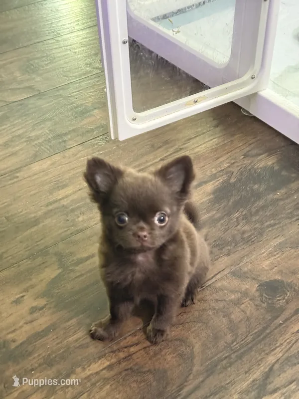 Julius  – Chihuahua puppy for sale in Norwich, CT